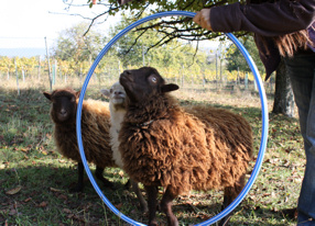 sheep trick sheep trick