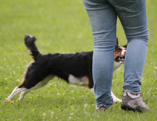 spielen mit hunden (2)